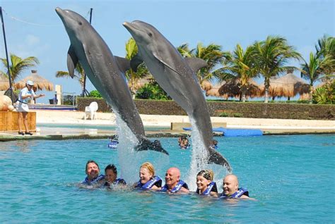 Swim with Dolphins Cancun: Dolphin Swimming Guide in Cancun, Isla.